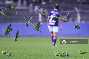 Bandada de loros. Campeonato Uruguayo de Fútbol Femenino. Estadio Luis Franzini.