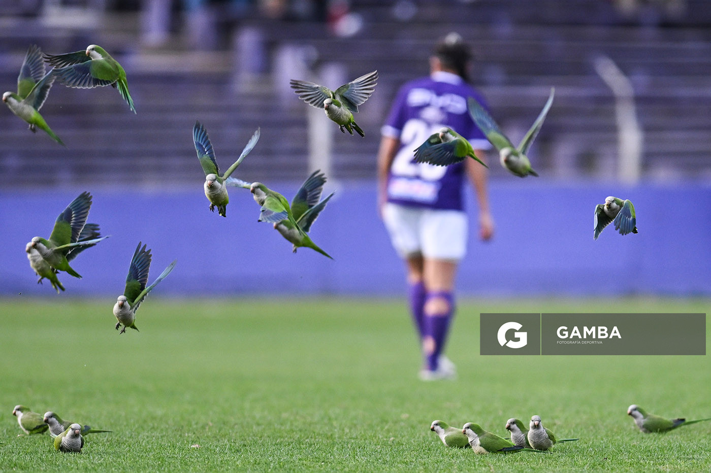 Bandada de loros. Campeonato Uruguayo de Fútbol Femenino. Estadio Luis Franzini.