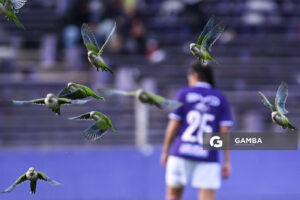 Bandada de loros. Campeonato Uruguayo de Fútbol Femenino. Estadio Luis Franzini.