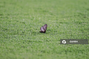 mariposa. Liga AUF Uruguaya. Estadio Campeón del Siglo.