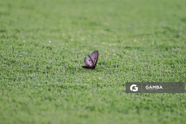 mariposa. Liga AUF Uruguaya. Estadio Campeón del Siglo.